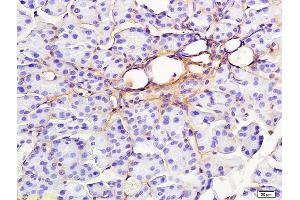 Formalin-fixed and paraffin embedded rat pancreas labeled with Anti-RAP1GAP Polyclonal Antibody, Unconjugated (ABIN681673) at 1:200 followed by conjugation to the secondary antibody and DAB staining (RAP1GAP antibody  (AA 451-550))