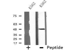 Western blot analysis of extracts from K562 cells, using GCNT7 antibody. (GCNT7 antibody  (Internal Region))