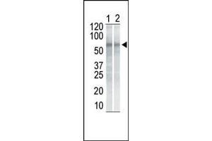 The anti-CHK1 Mab (ABIN387806 and ABIN2843900) is used in Western blot to detect CHK1 in NIH/3T3 cell lysate (Lane 1) and K562 cell lysate (Lane 2). (CHEK1 antibody)