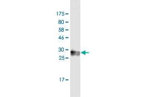 Western Blot detection against Immunogen (31. (GNRHR2 antibody  (AA 237-292))