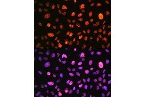 Immunofluorescence analysis of U-2 OS cells using Phospho-Histone H3-S10 Rabbit pAb (ABIN7267687) at dilution of 1:100 (40x lens).