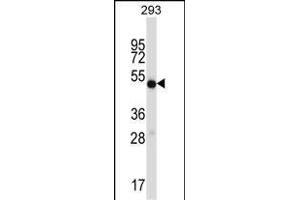 IDH1 Antibody (C-term) (ABIN657472 and ABIN2846500) western blot analysis in 293 cell line lysates (35 μg/lane). (IMPDH1 antibody  (C-Term))