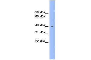 WB Suggested Anti-FUT1 Antibody Titration:  0. (FUT1 antibody  (Middle Region))