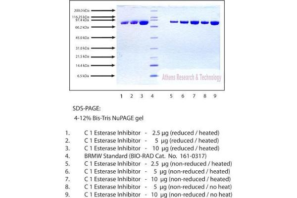 SERPING1 Protein