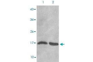 Western blot analysis of Lane 1: C6 cells, Lane 2: Hela cells with HIST1H3D (Di-methyl-K27) polyclonal antibody  at 1:500-1:1000 dilution. (HIST1H3D antibody  (2meLys27))
