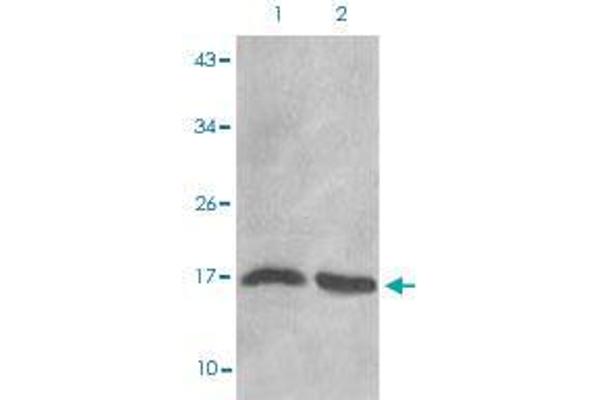HIST1H3D antibody  (2meLys27)