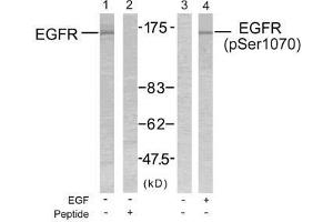 Western blot analysis of extract from SK-OV3 cells untreated or treated with EGF using EGFR (Ab-1070) antibody (E021073, Lane 1 and 2) and EGFR (phospho- Ser1070) antibody (E011080, Lane 3 and 4). (EGFR antibody  (pSer1070))