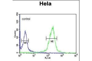 CLIP1 Antibody (N-term) (ABIN652897 and ABIN2842579) flow cytometric analysis of Hela cells (right histogram) compared to a negative control cell (left histogram). (CLIP1 antibody  (N-Term))