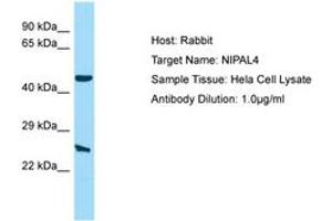 Image no. 1 for anti-NIPA-Like Domain Containing 4 (NIPAL4) (AA 21-70) antibody (ABIN6750218) (NIPAL4 antibody  (AA 21-70))