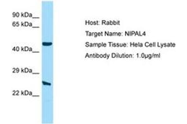 NIPAL4 Antikörper  (AA 21-70)