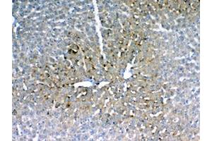 IHC testing of FFPE rat liver tissue with IGFBP1 antibody at 1ug/ml. (IGFBPI antibody)