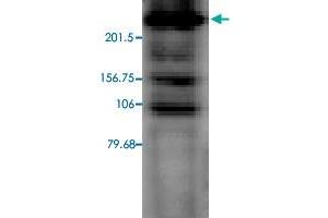 Western blot analysis in CACH2C transfected CHO cell lysate with CACH2C monoclonal antibody, clone S57-46 . (CACH2C antibody  (AA 1507-1733))