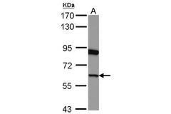 GSPT1 Antikörper  (AA 1-637)