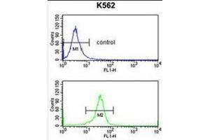 EIF4A2 Antibody (C-term) flow cytometry analysis of K562 cells (bottom histogram) compared to a negative control cell (top histogram). (EIF4A2 antibody  (C-Term))