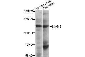 Western blot analysis of extracts of various cell lines, using ICAM5 Antibody (ABIN5972296) at 1/1000 dilution. (ICAM5 antibody)