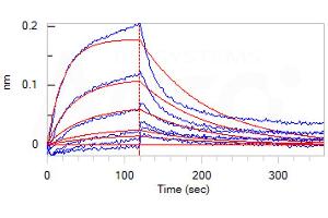 Loaded Biotinylated Human FCGRT&B2M Heterodimer Protein, His,Avitag (ABIN6731270) on SA Biosensor, can bind Human Serum Albumin, His Tag (ABIN2181228) with an affinity constant of 0.