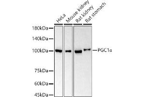 Western blot analysis of extracts of various cell lines, using PGC1α antibody  at 1:1000 dilution. (PPARGC1A antibody)