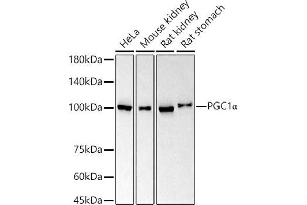 PPARGC1A Antikörper