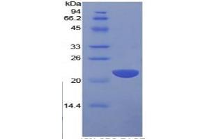 SDS-PAGE of Protein Standard from the Kit  (Highly purified E. (IL1A ELISA Kit)