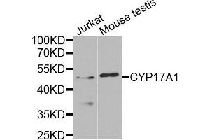 Western blot analysis of extracts of Jurkat and mouse testis cells, using CYP17A1 antibody.