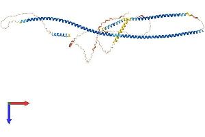 AlphaFold protein structure predicition of Human Recombinant GOLGA8CP Protein, UniprotID A6NN73 (GOLGA8CP Protein (AA 1-597) (His tag))