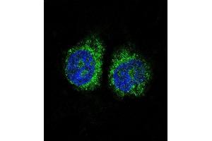 Confocal immunofluorescent analysis of NURR1 (NR4A2) Antibody (N-term) (ABIN390383 and ABIN2840784) with Hela cell followed by Alexa Fluor 488-conjugated goat anti-rabbit lgG (green). (NR4A2 antibody  (N-Term))
