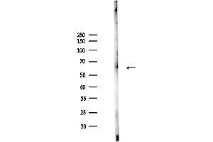 anti-Solute Carrier Family 43, Member 3 (SLC43A3) antibody