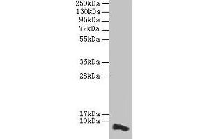 Western blot All lanes: COX17 antibody at 3. (COX17 antibody  (AA 1-63))