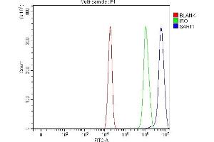 Flow Cytometry analysis of U20S cells using anti-SART1 antibody (ABIN7599884). (SART1 antibody  (AA 125-800))