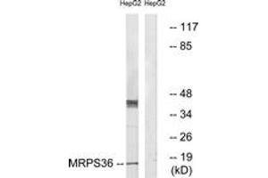 Western Blotting (WB) image for anti-Mitochondrial Ribosomal Protein S36 (MRPS36) (AA 4-53) antibody (ABIN2890415) (MRPS36 antibody  (AA 4-53))