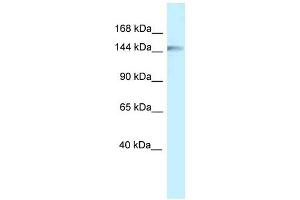 Western Blot showing CLIP1 antibody used at a concentration of 1 ug/ml against Fetal Liver Lysate