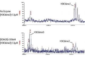 KDM2B Protein (DYKDDDDK Tag)