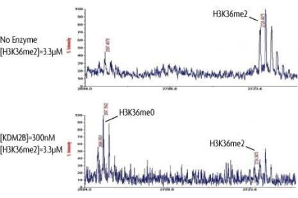 KDM2B Protein (DYKDDDDK Tag)