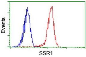 Image no. 5 for anti-Signal Sequence Receptor, alpha (SSR1) antibody (ABIN1501154)