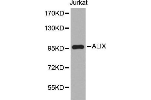 ALIX anticorps  (AA 1-180)