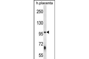 ZFYVE1 Antibody (N-term) (ABIN656392 and ABIN2845686) western blot analysis in human placenta tissue lysates (35 μg/lane). (ZFYVE1 antibody  (N-Term))