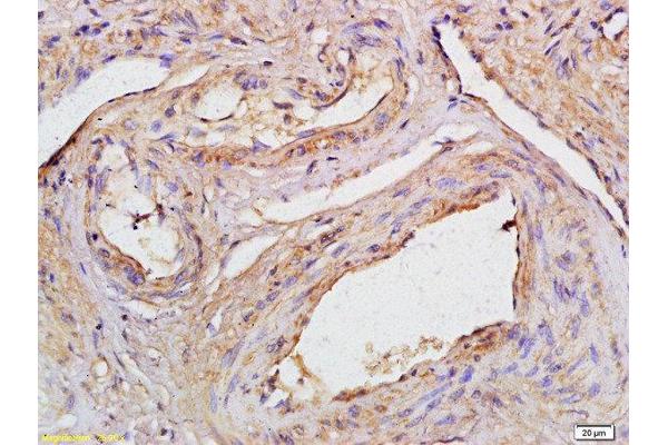 CCDC90A antibody  (AA 261-359)