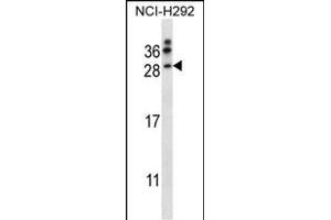 NRTN Antibody (Center) (ABIN657976 and ABIN2846922) western blot analysis in NCI- cell line lysates (35 μg/lane). (Neurturin antibody  (AA 46-75))