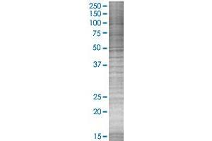 PTGER3 transfected lysate. (PTGER3 293T Cell Transient Overexpression Lysate(Denatured))