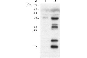 Human Caspase-1 (p20) is detected by immunoblotting using anti-Caspase-1 (p20) (human), mAb (Bally-1) -C100). (Caspase 1 p20 antibody)