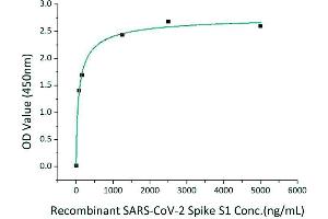Immobilized Recombinant Human ACE2 at 2 μg/mL (100 μL/well) can bind Recombinant 2019-nCoV Spike S1-TEVS-hFc-His with a linear range of 78-82. (SARS-CoV-2 Spike S1 Protein (His tag,Fc Tag))