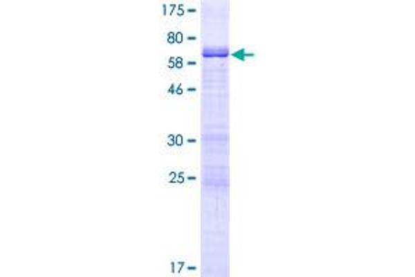 MAGEB4 Protein (AA 1-346) (GST tag)