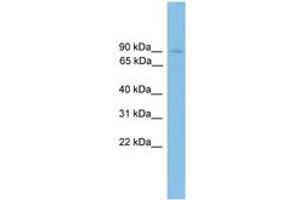 Image no. 1 for anti-Heterogeneous Nuclear Ribonucleoprotein U (Scaffold Attachment Factor A) (HNRNPU) (AA 651-700) antibody (ABIN6745530)
