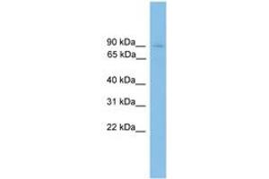 Image no. 1 for anti-Heterogeneous Nuclear Ribonucleoprotein U (Scaffold Attachment Factor A) (HNRNPU) (AA 651-700) antibody (ABIN6745530) (HNRNPU antibody  (AA 651-700))