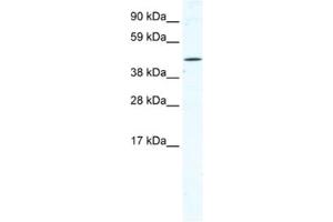 Western Blotting (WB) image for anti-Tetratricopeptide Repeat Domain 19 (TTC19) antibody (ABIN2461520)