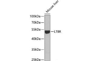 Western blot analysis of extracts of Mouse liver using LTBR Polyclonal Antibody at dilution of 1:1000. (LTBR antibody)