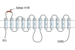 Representative domain view of the target of ABIN7885451.