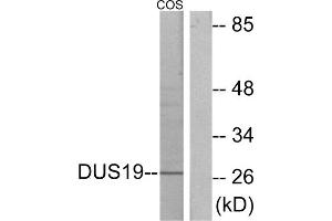 Western blot analysis of extracts from COS-7 cells, using DUS19 antibody. (DUSP19 antibody  (Internal Region))