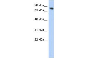 WB Suggested Anti-PCDHA12 Antibody Titration:  0. (PCDHA12 antibody  (N-Term))