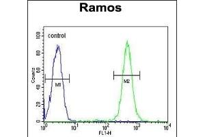 C19orf63 Antibody (N-term) (ABIN651381 and ABIN2840212) flow cytometric analysis of Ramos cells (right histogram) compared to a negative control cell (left histogram).